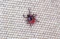 Ixodes_ricinus_P1131_Z_90_Les Gris_Frankrijk